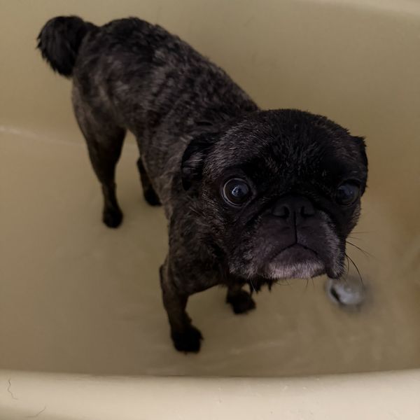 Her pug in the bath